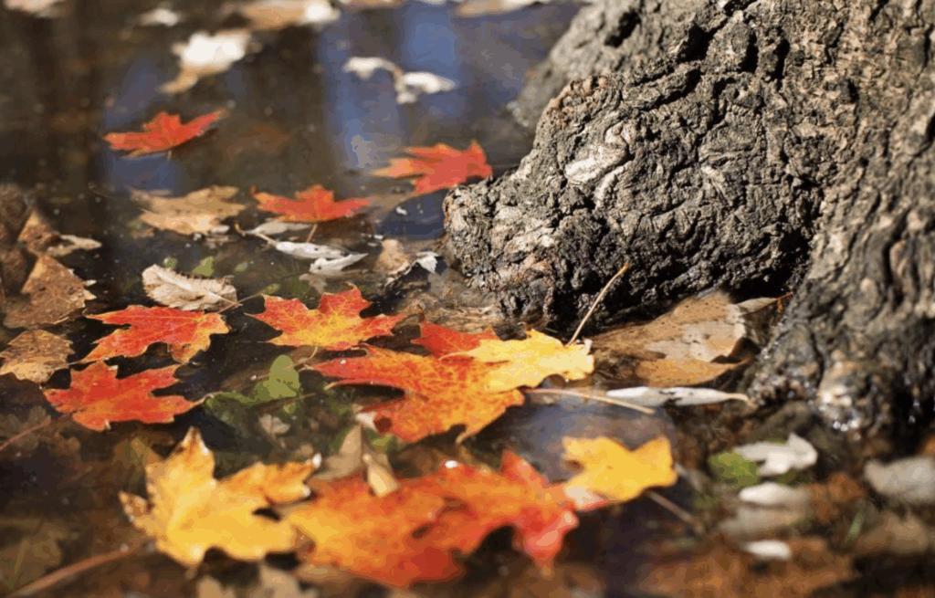 Autumn leaves