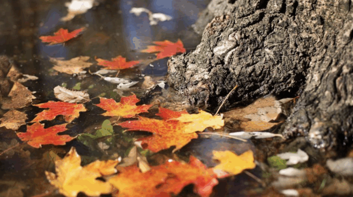 Autumn leaves